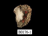 藏品(紫口偏口蛤)的圖片